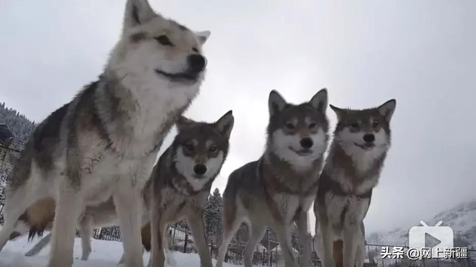 这位“女汉子”在*疆新**，把狼养成了哈士奇，就是经常揍狼的那个