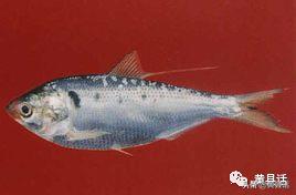 在海边很便宜的海鲫鱼（斑鰶），在日本却卖到几千块钱一斤