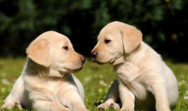 拉布拉多成年犬怎么训,养拉布拉多新手入门必知