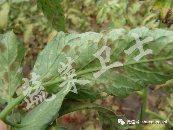 种的蔬菜卷叶是怎么回事,蔬菜的叶子有卷叶病怎么办