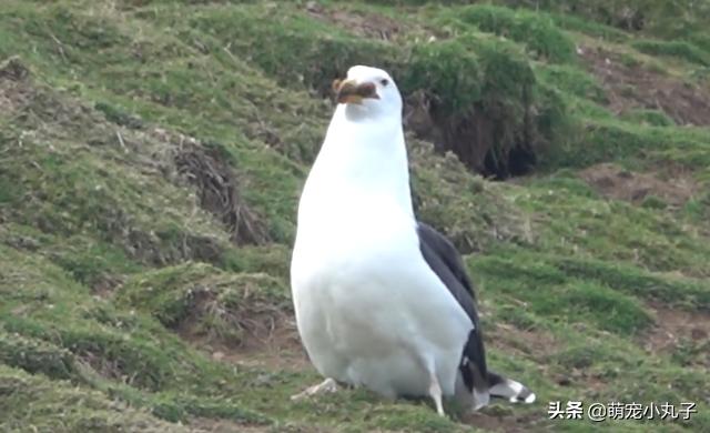 海鸥活吞了一只兔子,罕见海鸥遇到兔子一口将其吞下