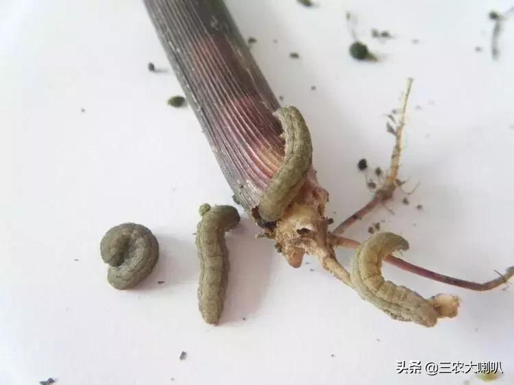 今年的玉米怎么办啊,玉米现在该怎么办