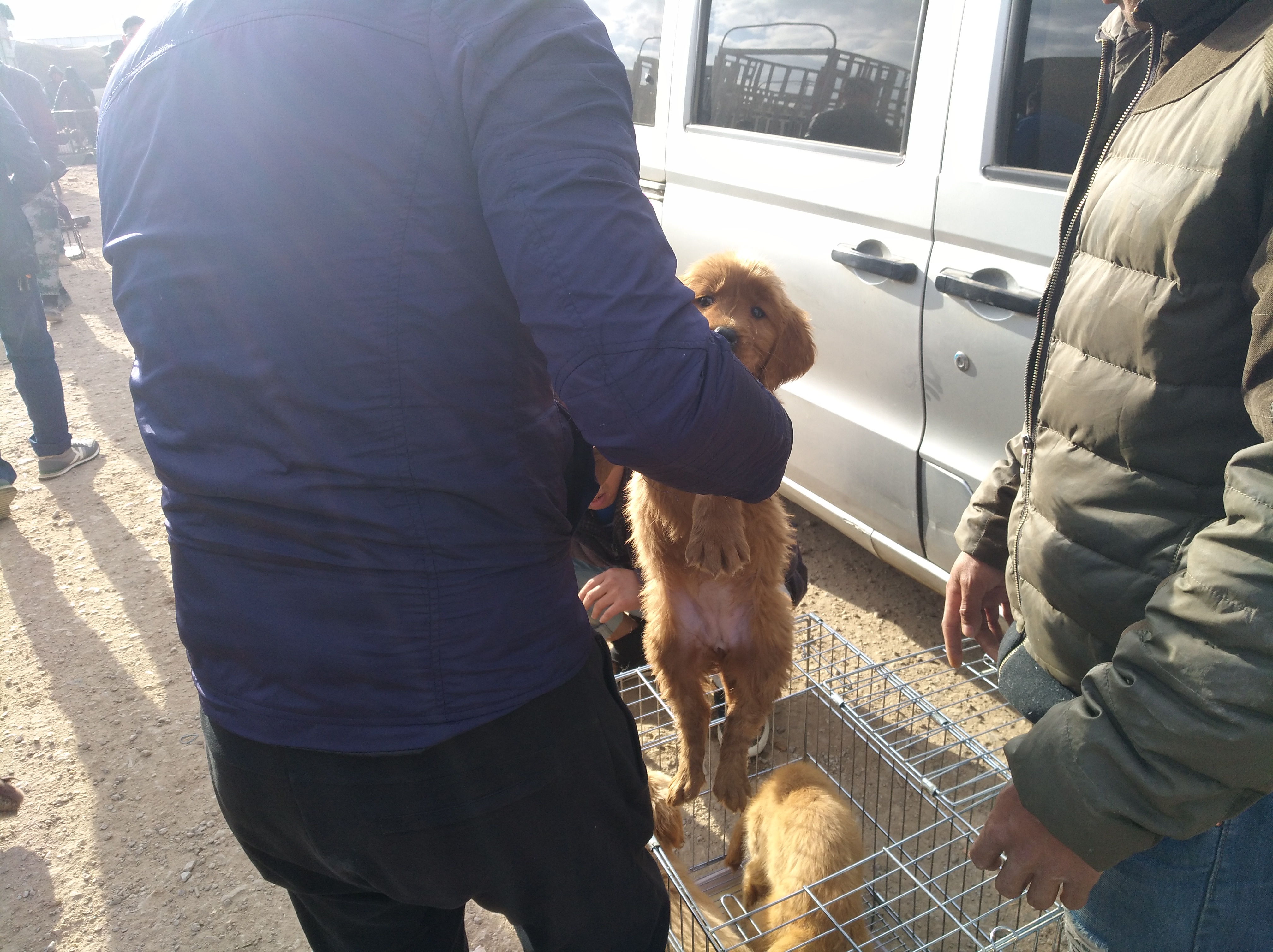 养殖场纯种金毛犬幼犬出售,犬舍金毛出售