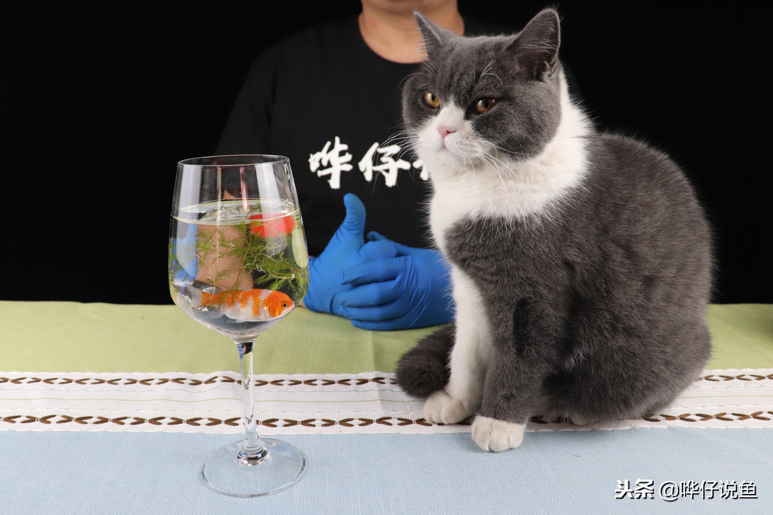 自家的鱼缸两三年没放水会臭吗,鱼缸可以一年不换水吗