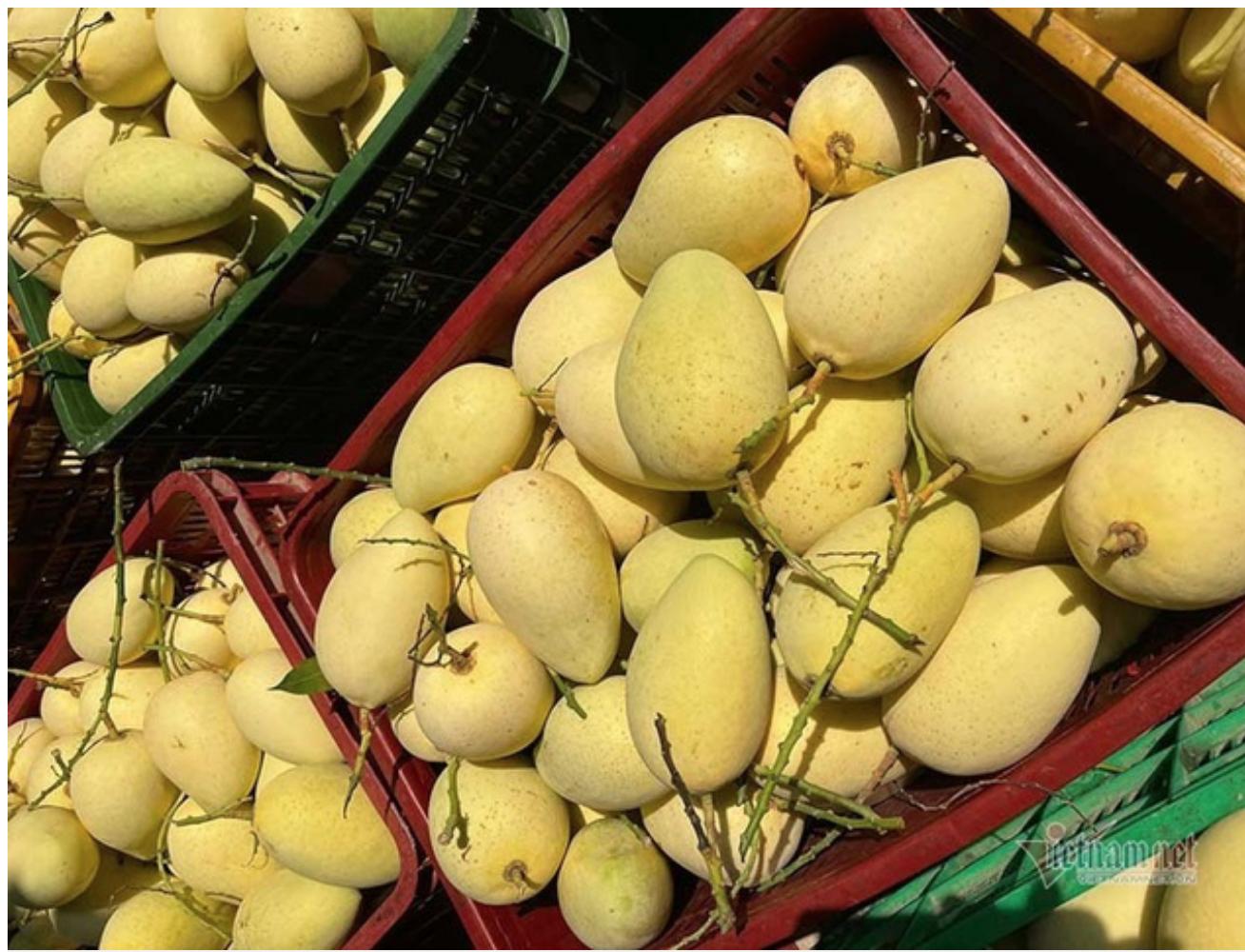 进口越南特色水果创历史新高，越南农民获得可观利润