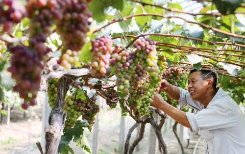 葡萄采收的最佳时间,葡萄成熟方法