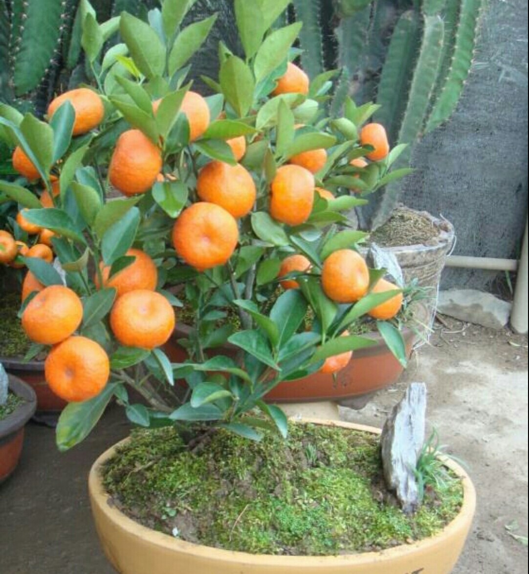 盆栽金桔掉叶掉果怎么办,盆栽金桔树冬天落叶落果