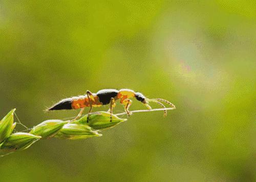 这几种虫子千万不能用手拍,上热搜遇到这种虫子千万别用手拍