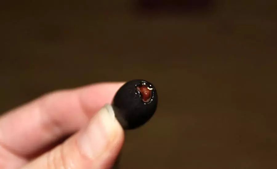 睡莲从种子开始养怎么养最好,睡莲种子怎么养才能开花