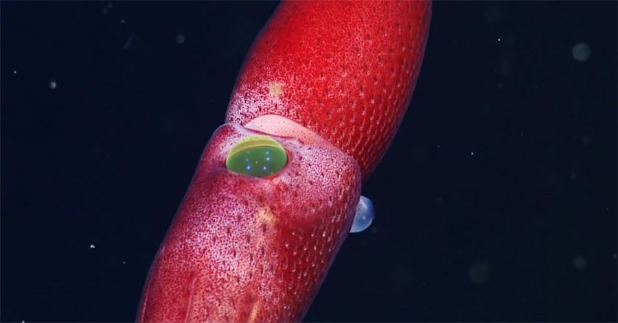 猫狗的世界是黑白的么,猫狗看到的世界是什么颜色的