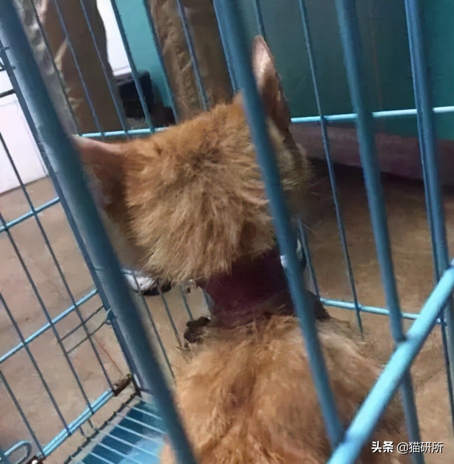 猫咪项圈对人有没有危害,猫咪项圈对猫咪有危害吗