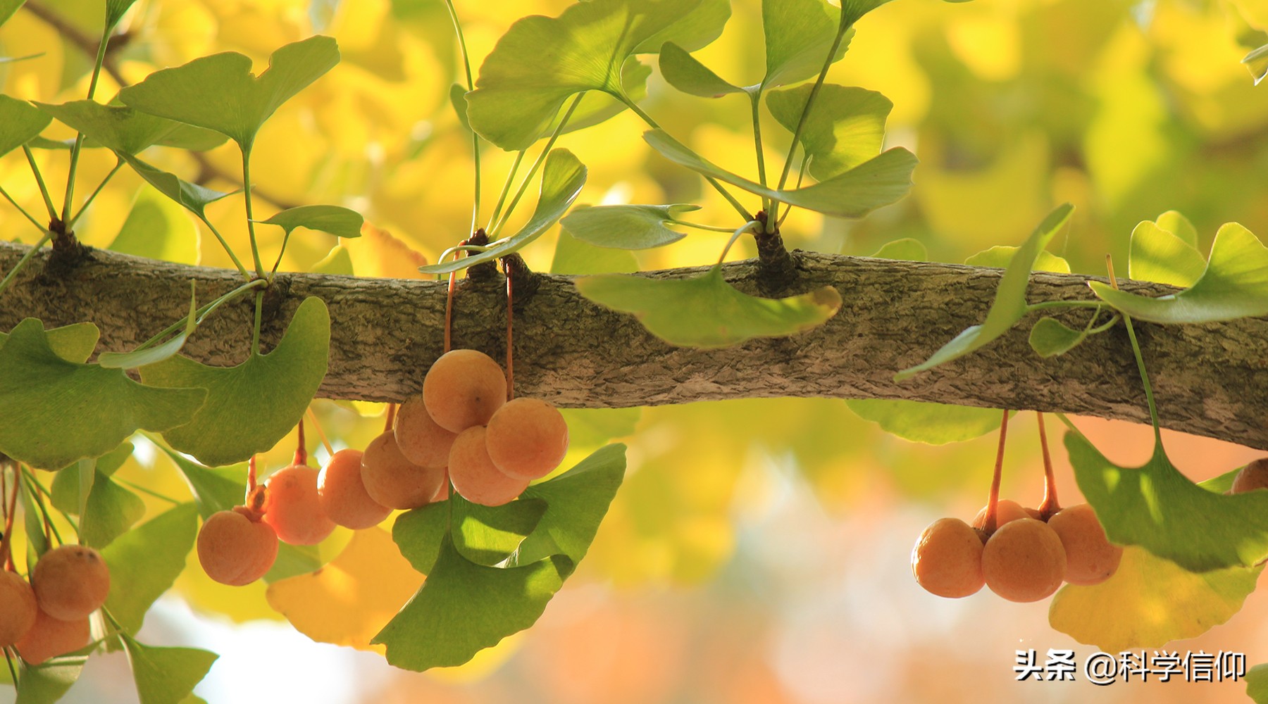 恐龙是怎么灭绝的不妨来看看,恐龙已经灭绝了恐龙形象怎么来的