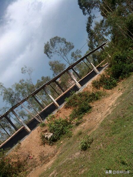 养羊棚舍建造实景图,农村羊舍最简易建造