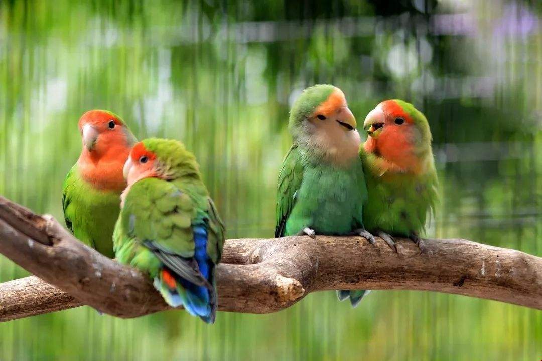 不同宠物花销大盘点原来养它才是真土豪