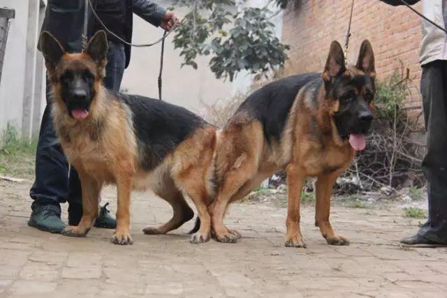 狗狗交配时强行将它们分开？脑子是个好东西，希望你能有！