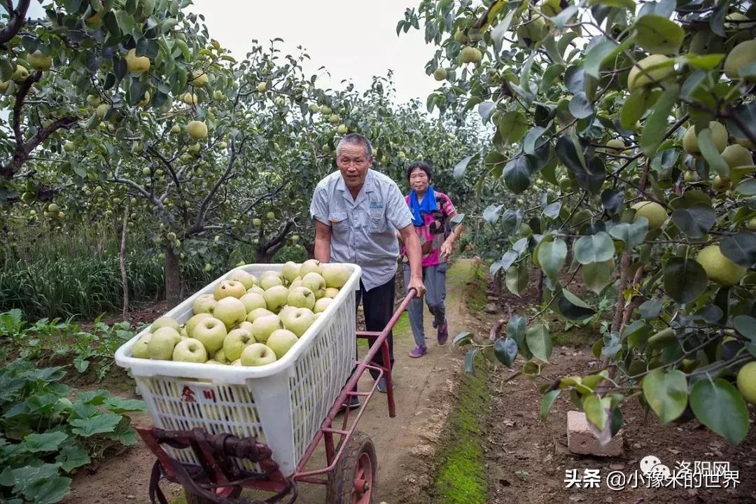 向洛阳人发出邀请国潮盛宴来袭,洛阳发布通知