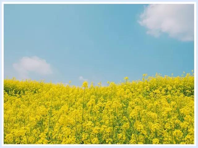 魔都四月赏花,魔都春季赏花好地方