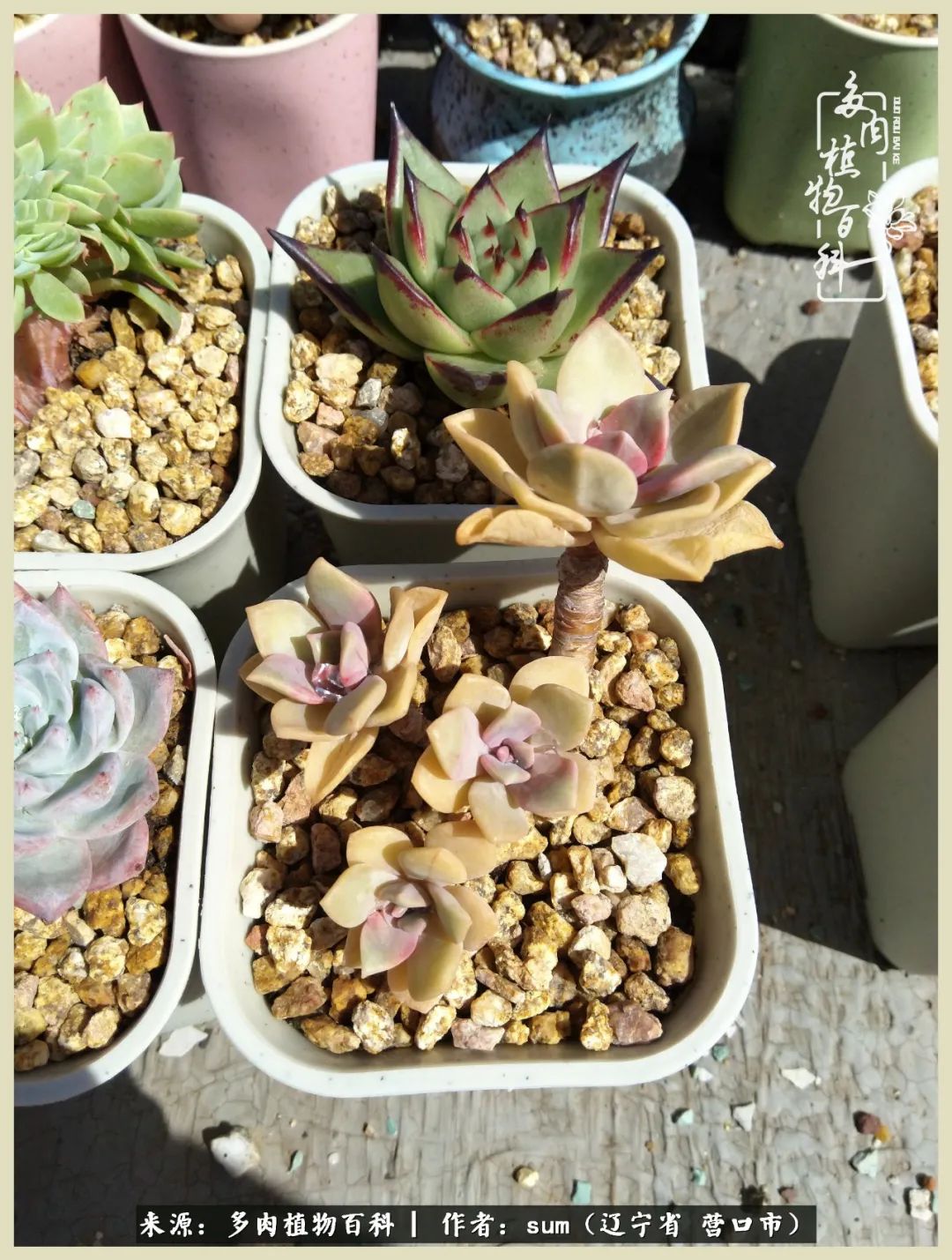 养多肉是一个很治愈的过程,养多肉是一种爱