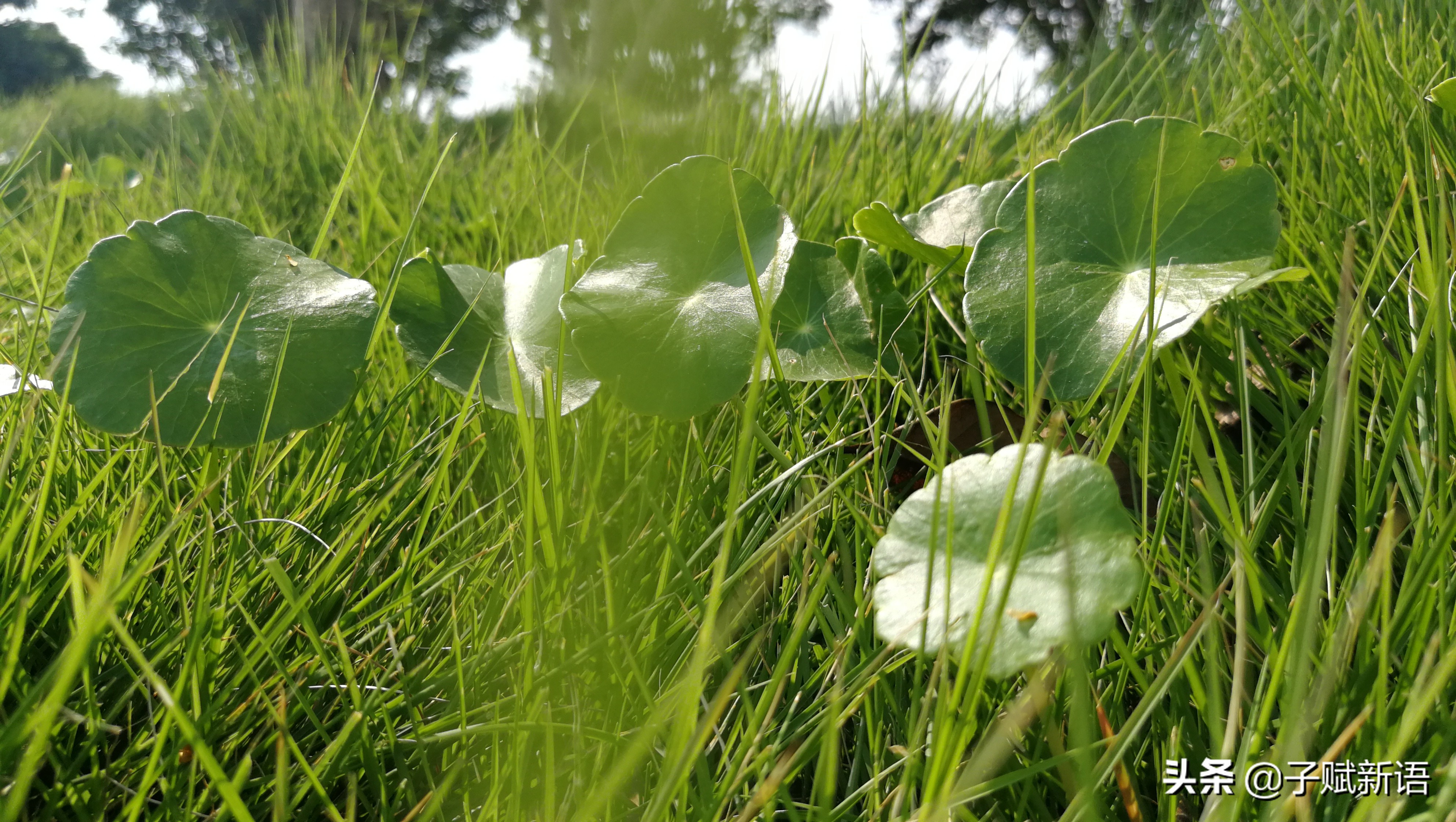 老子无为的观点,老子第二章展现什么思想