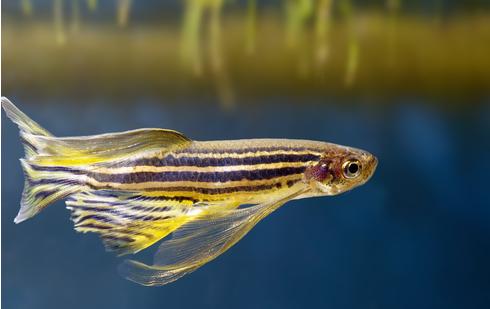 转基因斑马鱼转入什么基因,斑马鱼的各种颜色是不是人工染的