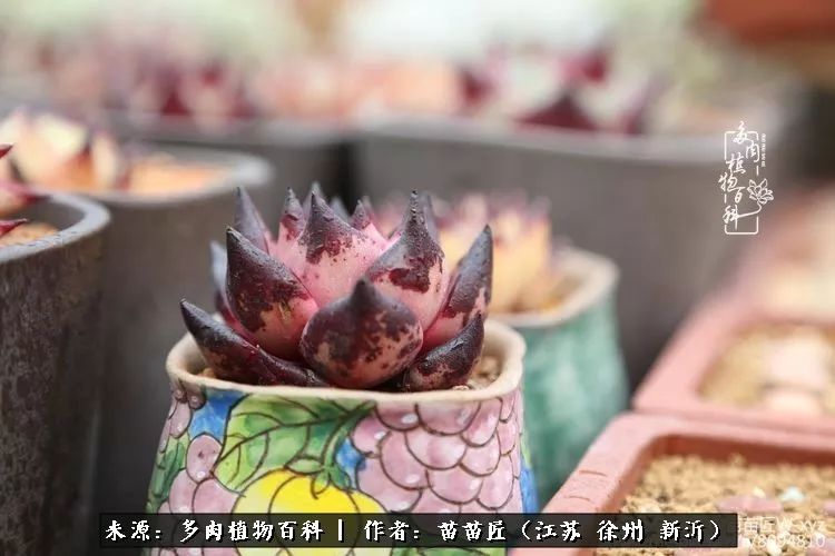 多肉之江湖：众肉友们，修仙渡劫几何了？