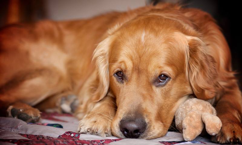 导致狗狗毛掉光的原因,狗狗毛发白有什么预兆