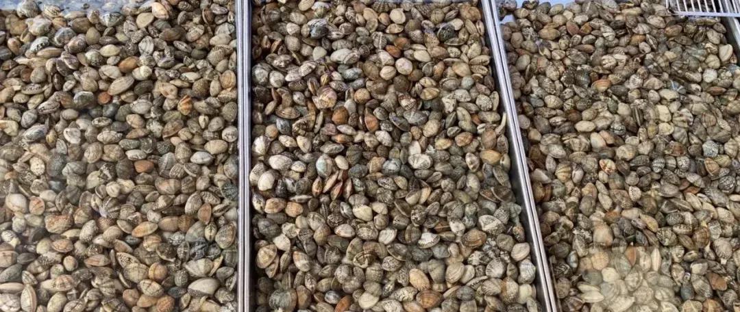 海螃蟹大量上市,威海海螃蟹价格