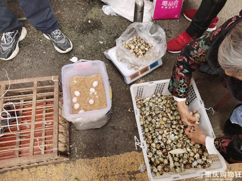 渝北区狗儿市场有卖猫的吗,渝北狗儿市场买狗