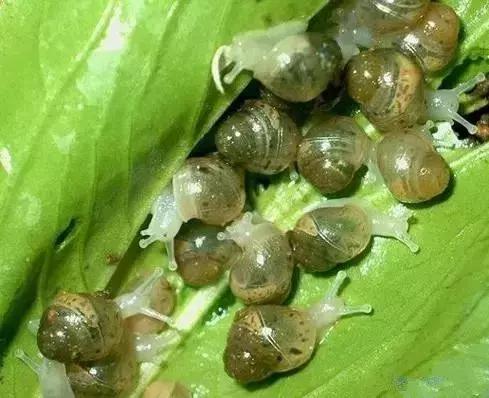 草缸小杂螺能除藻吗,草缸除杂螺最快的方法