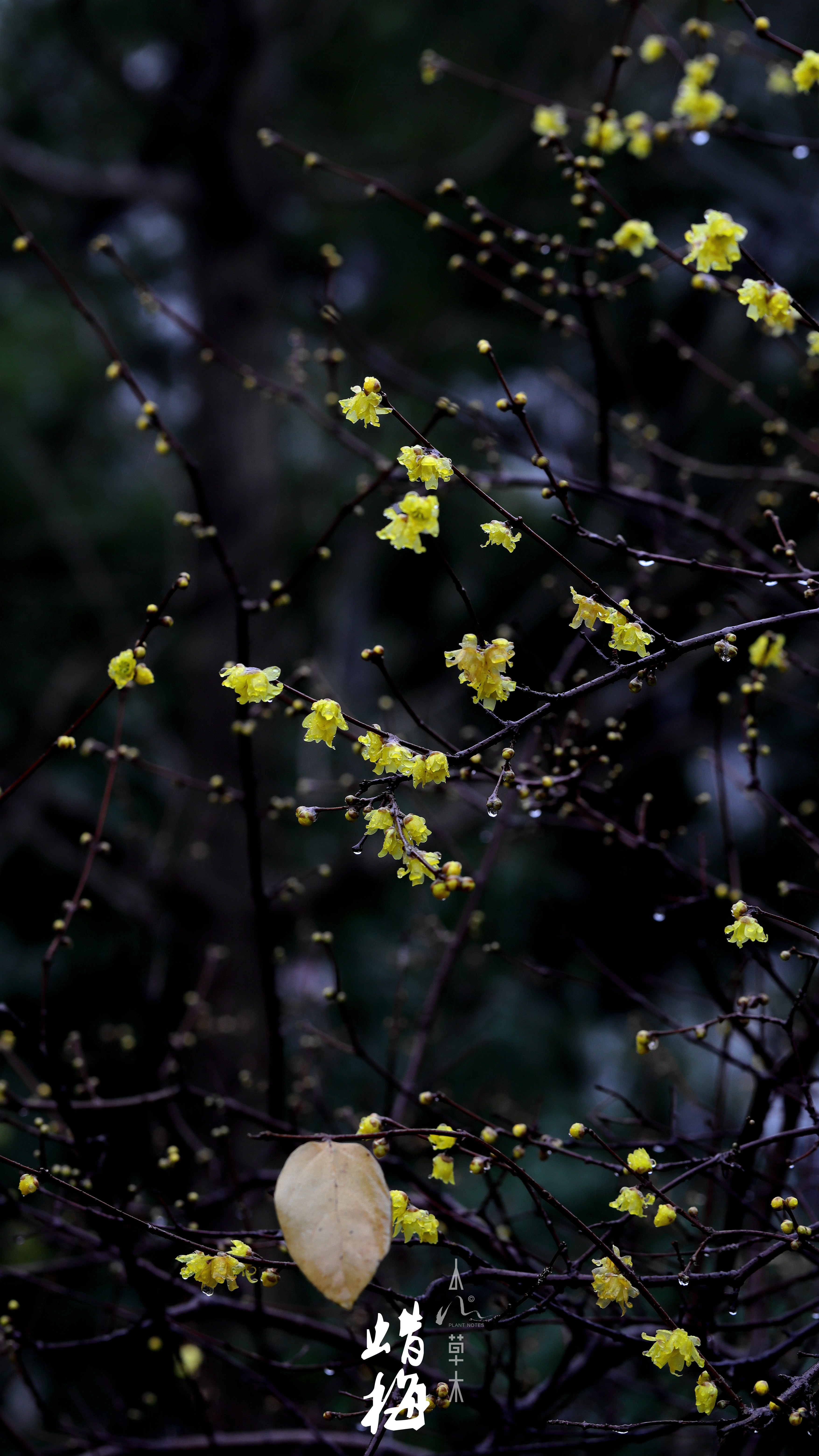 蜡梅|故人未寄岭头信，先报江南春意来