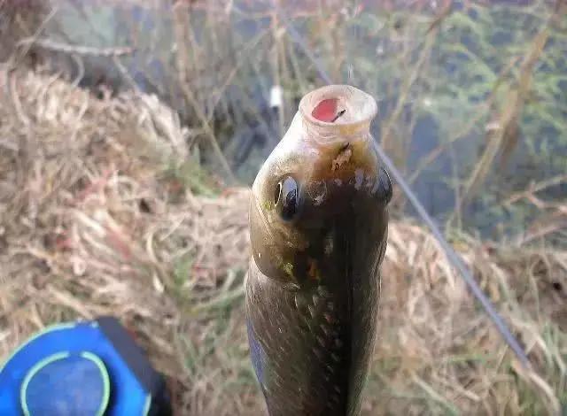 打窝以后抛竿抛不准,打窝后来鱼少是咋回事