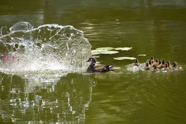 黑鱼常识,关于黑鱼的科普知识介绍