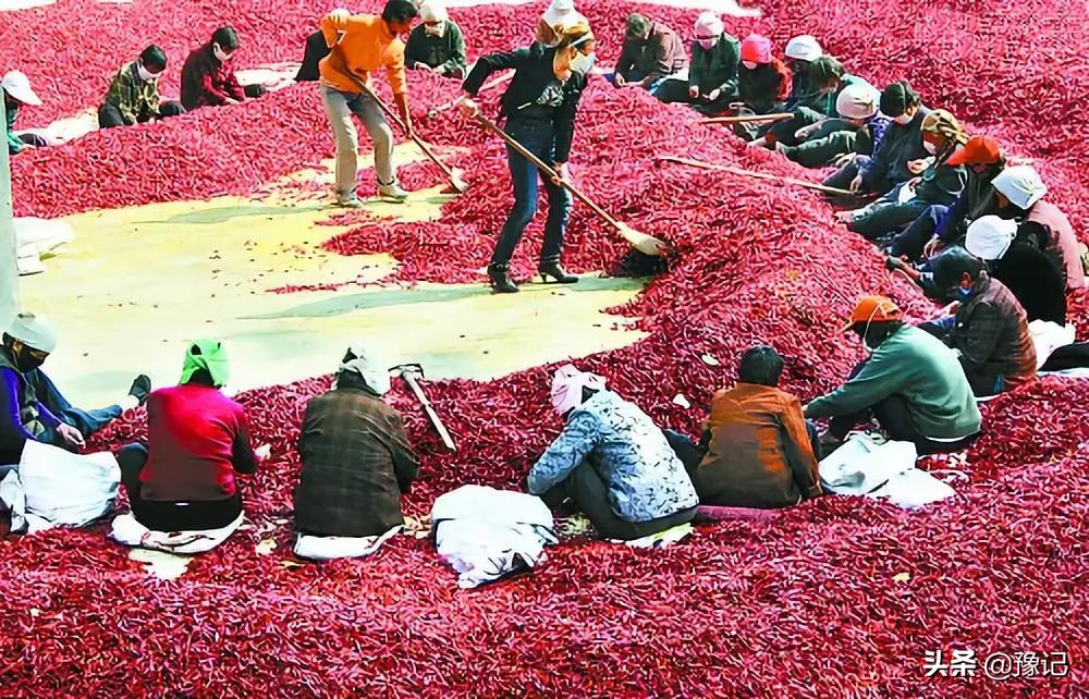 离了枣，内黄咋活？