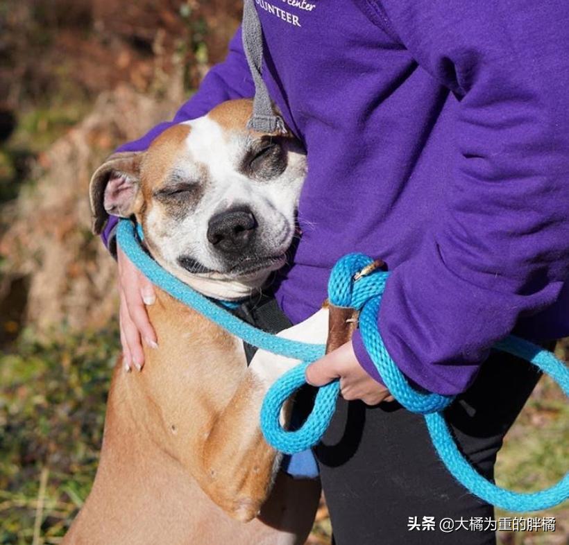 比特犬收容所关卡,比特犬被主人遗弃的后续