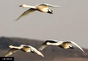 鸟屎落头有什么说法吗,雀屎掉在头上预示什么