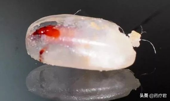 大米为啥会生虫,大米里生虫怎么办可以晒吗