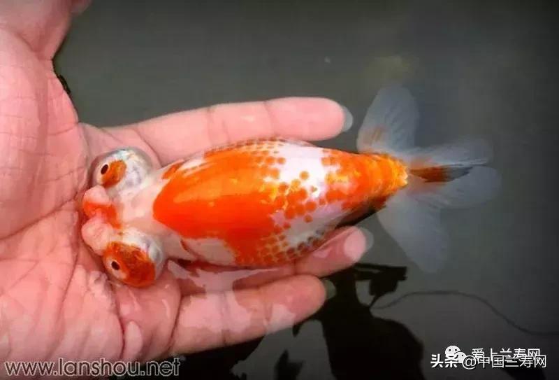 水泡金鱼和望天球金鱼,望天金鱼图片大全