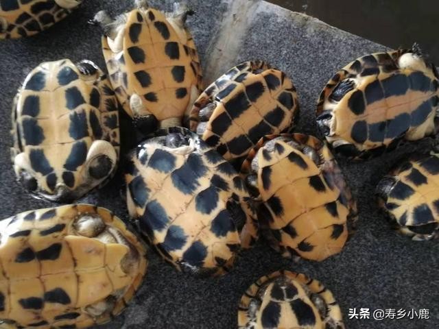 石金钱龟在水生蛋怎么处理,石金钱龟壳怎么处理