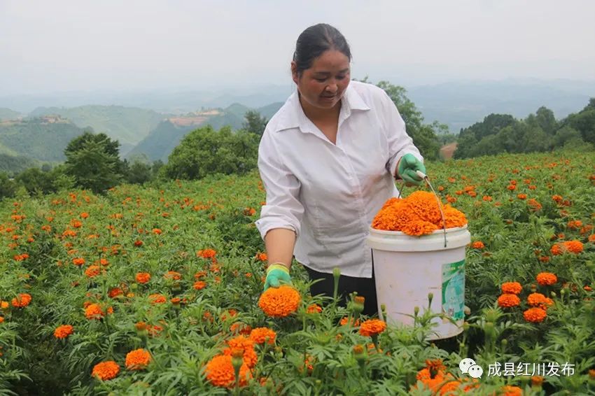 新鲜万寿菊收购多少钱一斤,万寿菊收购加工