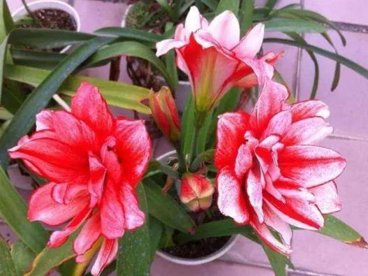 小盆养大花大盆养死花,小盆养大花大盆养死花什么意思