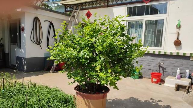 茉莉花枝繁叶茂不开花是什么原因,养茉莉花技巧花瓶