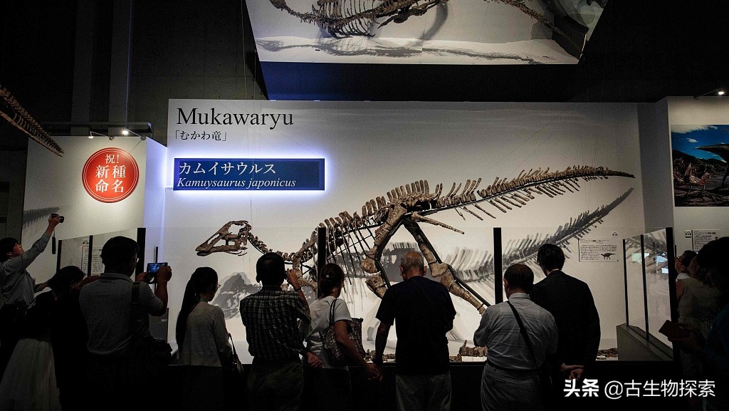 日本第一次在本土发现恐龙化石,发现最不完整的恐龙化石