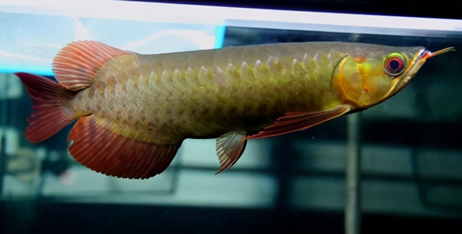 龙鱼常见疾病及治疗方法,龙鱼疾病找哪里救治