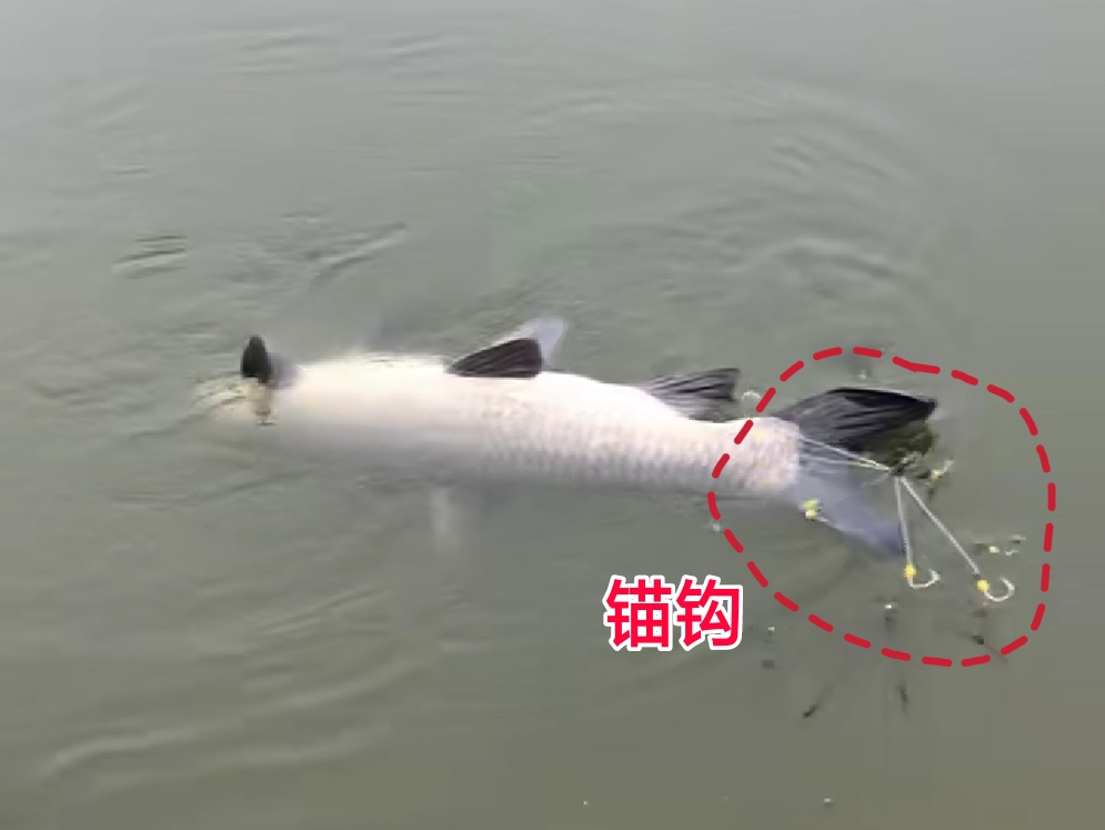 大快人心抓捕现场视频,大快人心刑拘视频