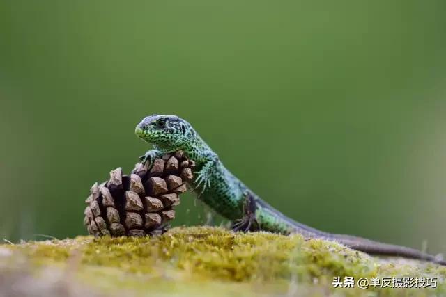 比较好的长焦镜头,关于摄影必须知道的