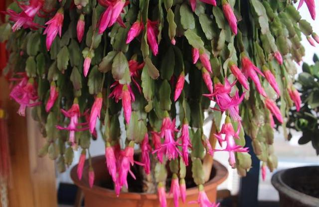 开花超美de仙人掌三千金：蟹爪兰、仙人指、假昙花，你能分清吗？