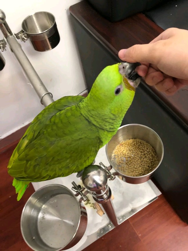 鹦鹉学会上手后该怎么训练,怎样训练鹦鹉鹦鹉才会学会说话