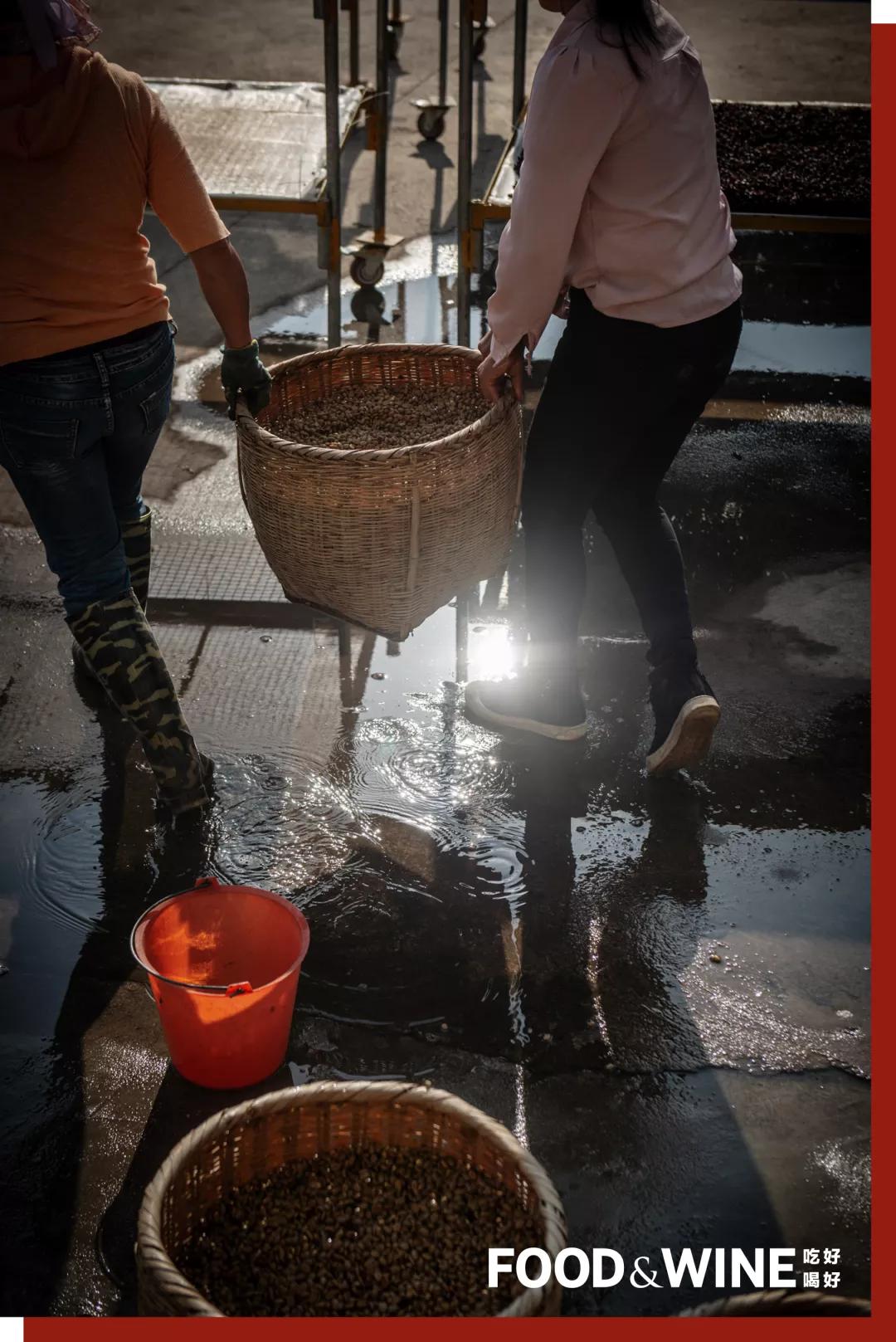 云南咖啡排名,云南咖啡十大品牌