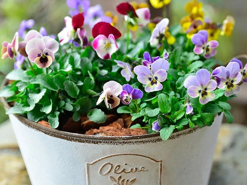 角堇和皱边角堇哪个花大,皱边角堇和穗边角堇的区别