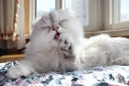 谷登猫咪排毛膏,猫咪排毛球产品化毛膏